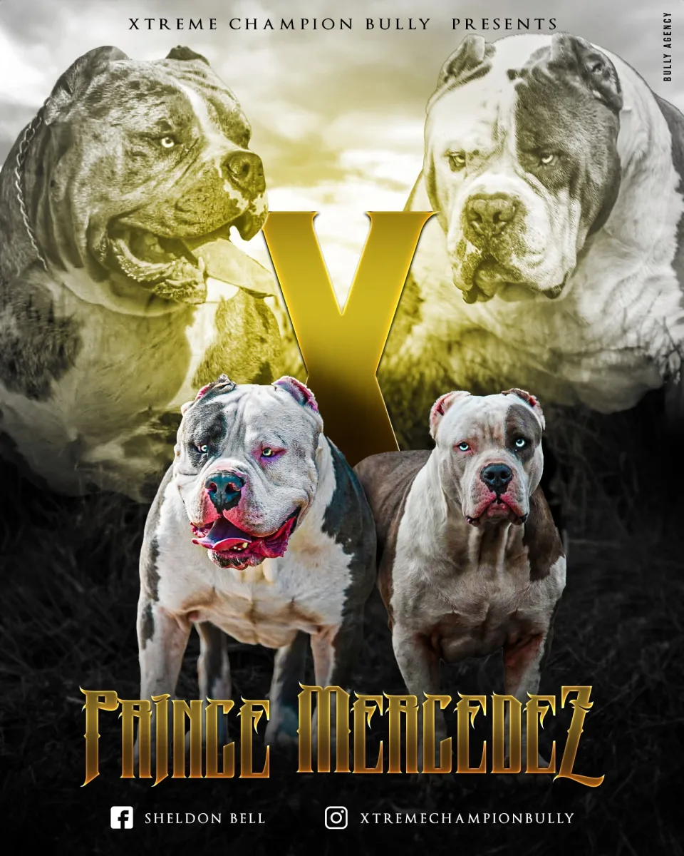 Litter photo — King Smasher x Mercedez, full litter at 5 weeks