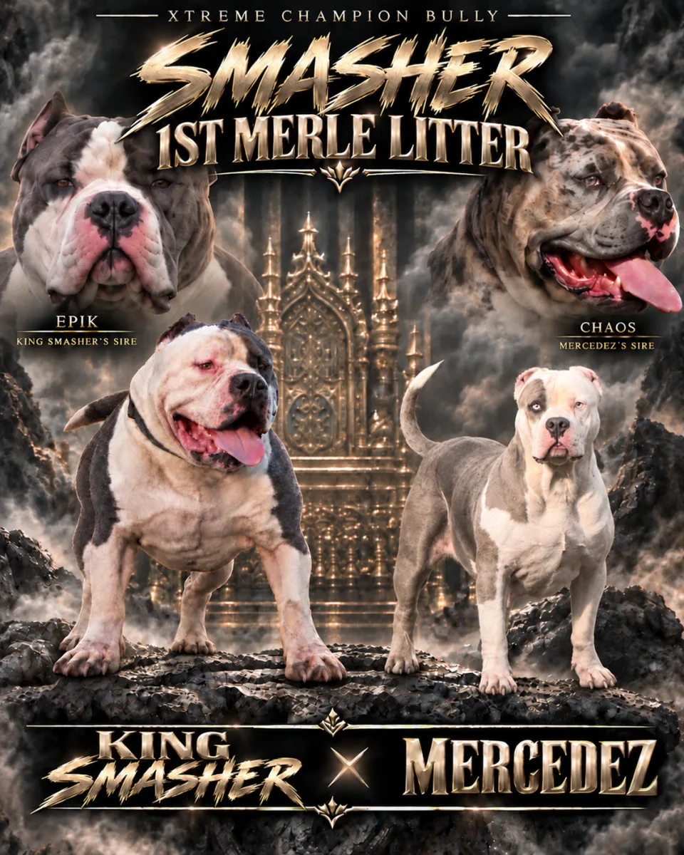 Litter photo — King Smasher x Mercedez, full litter at 5 weeks